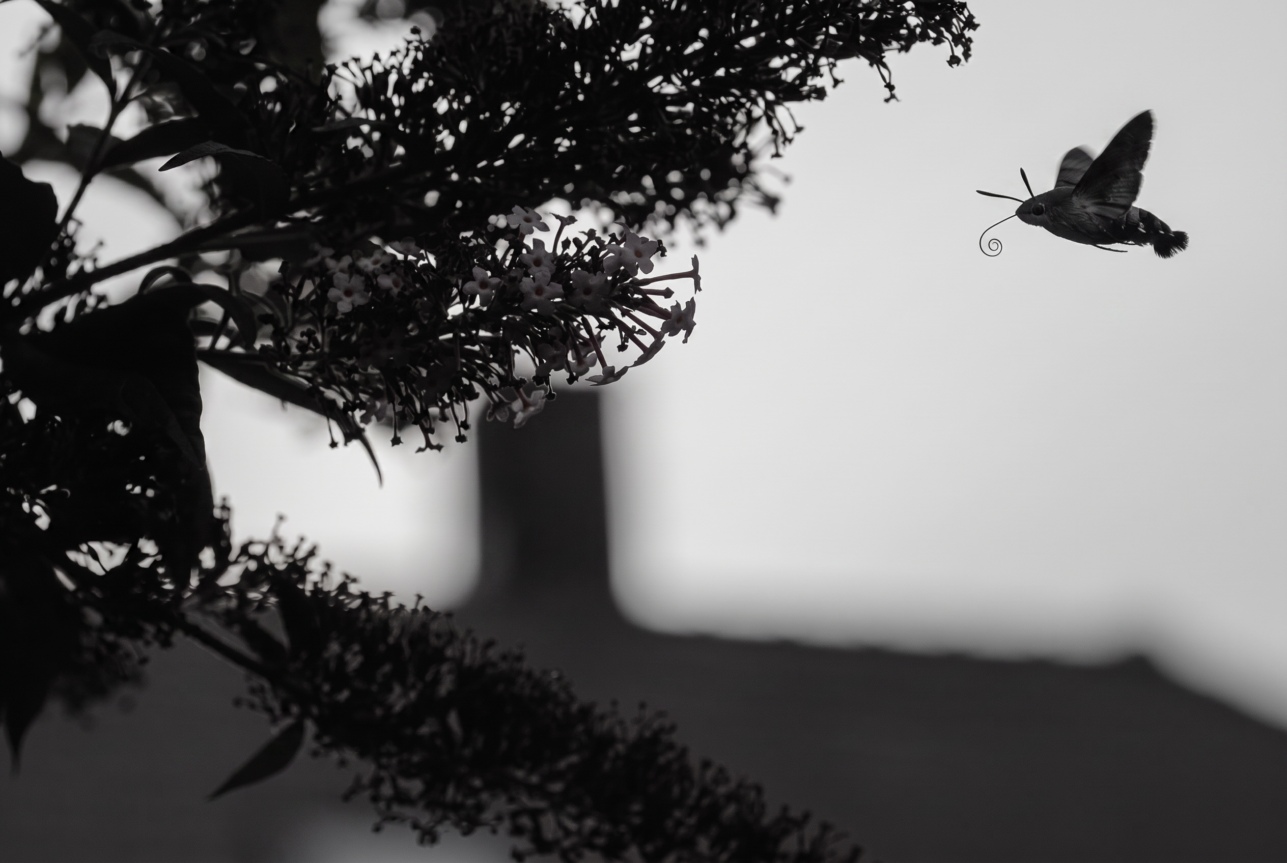 Hummingbird hawk-moth, dusk