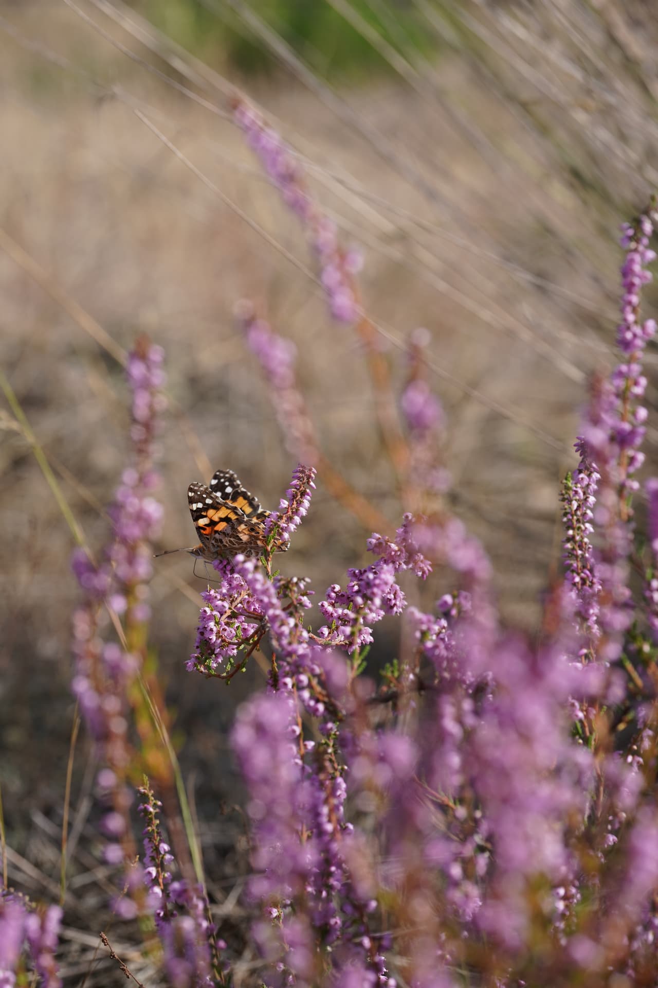 Painted lady in the heather