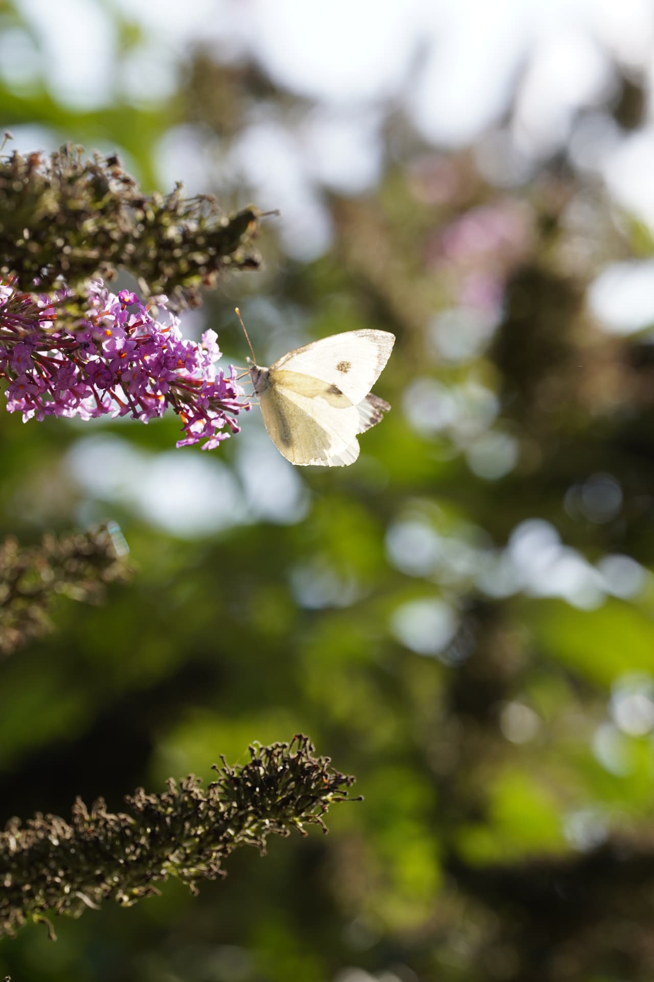 Cabbage white, backlit