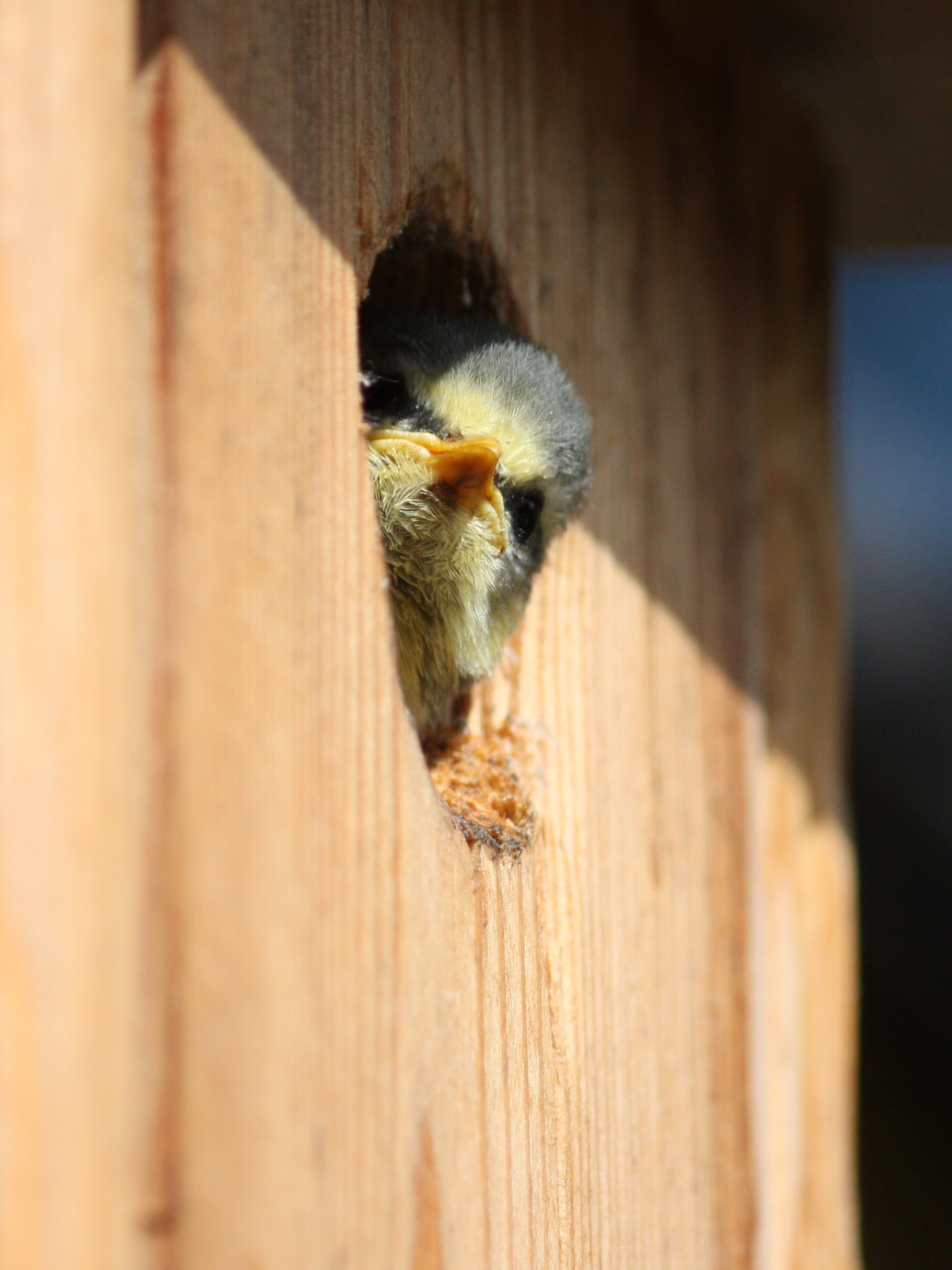 Young blue tit in the nest box