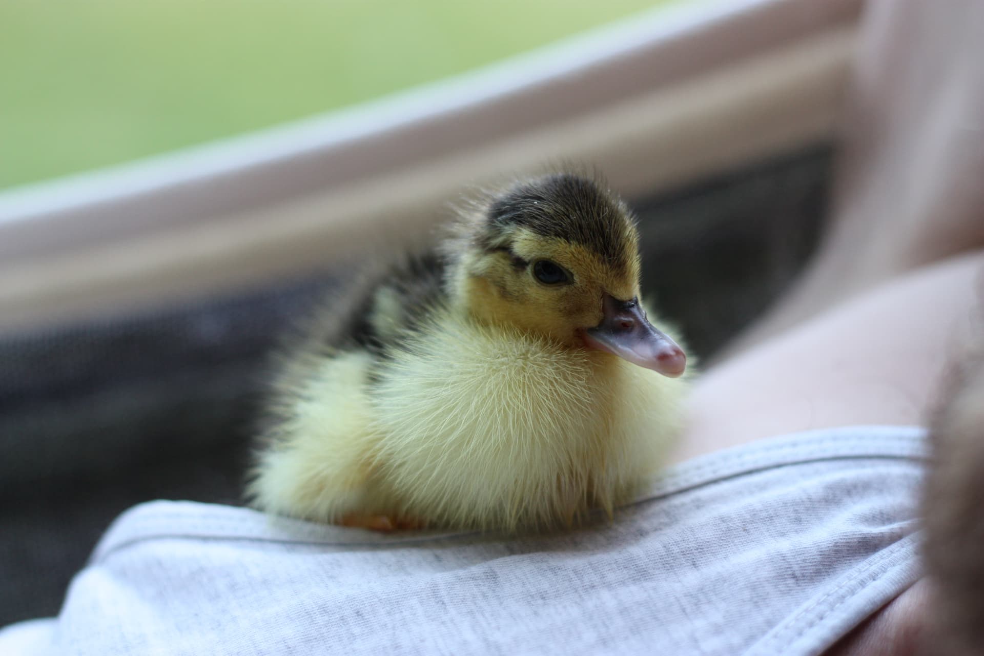 Duckling on an arm