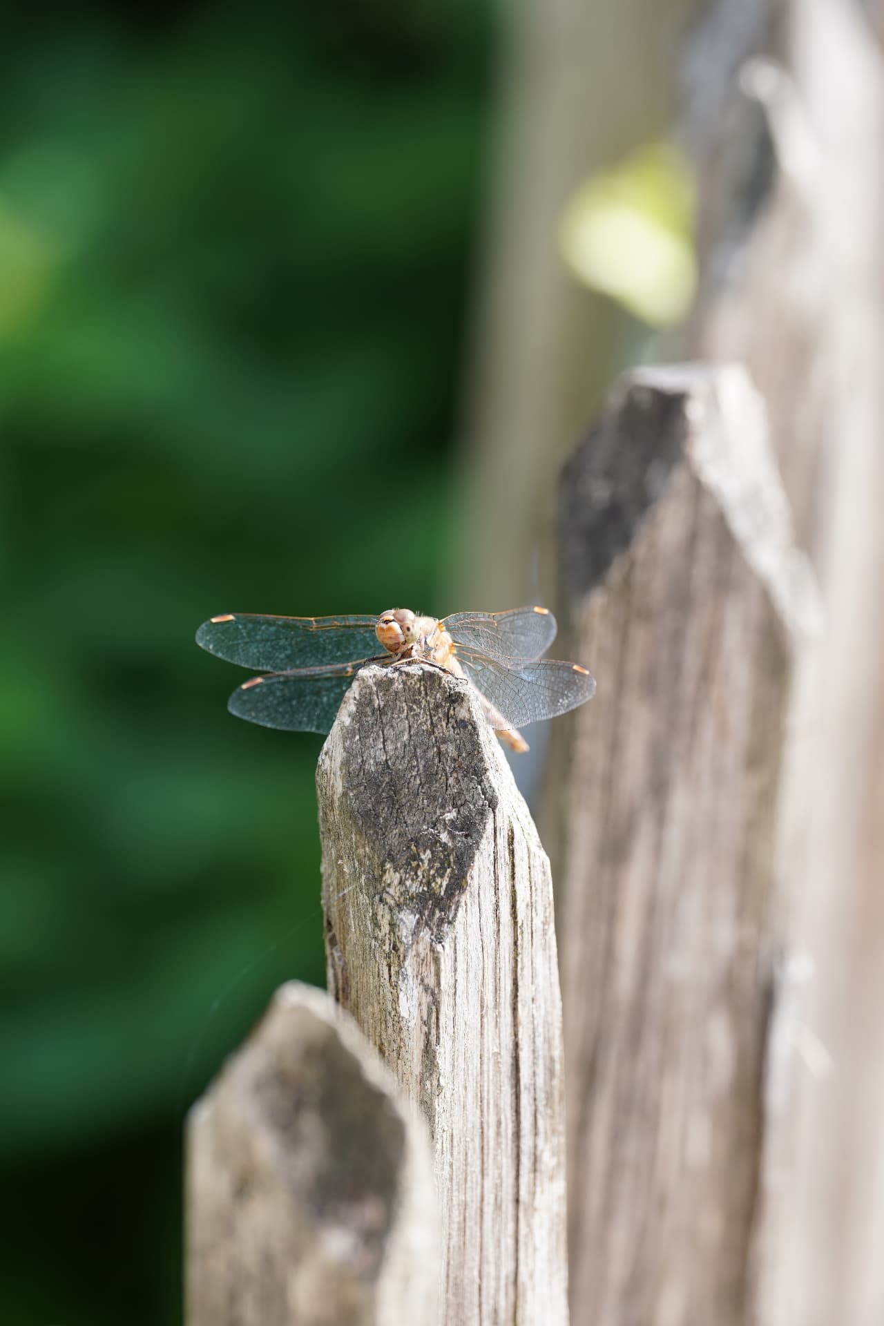 Dragonfly on wood