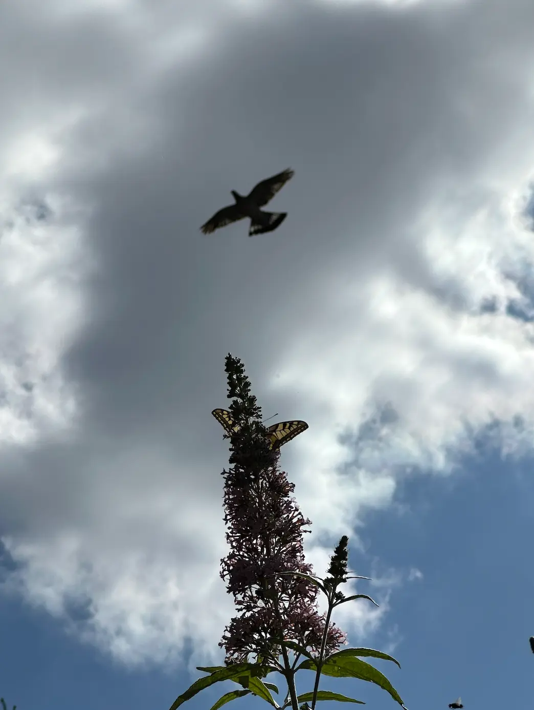 Swallowtail and buzzard