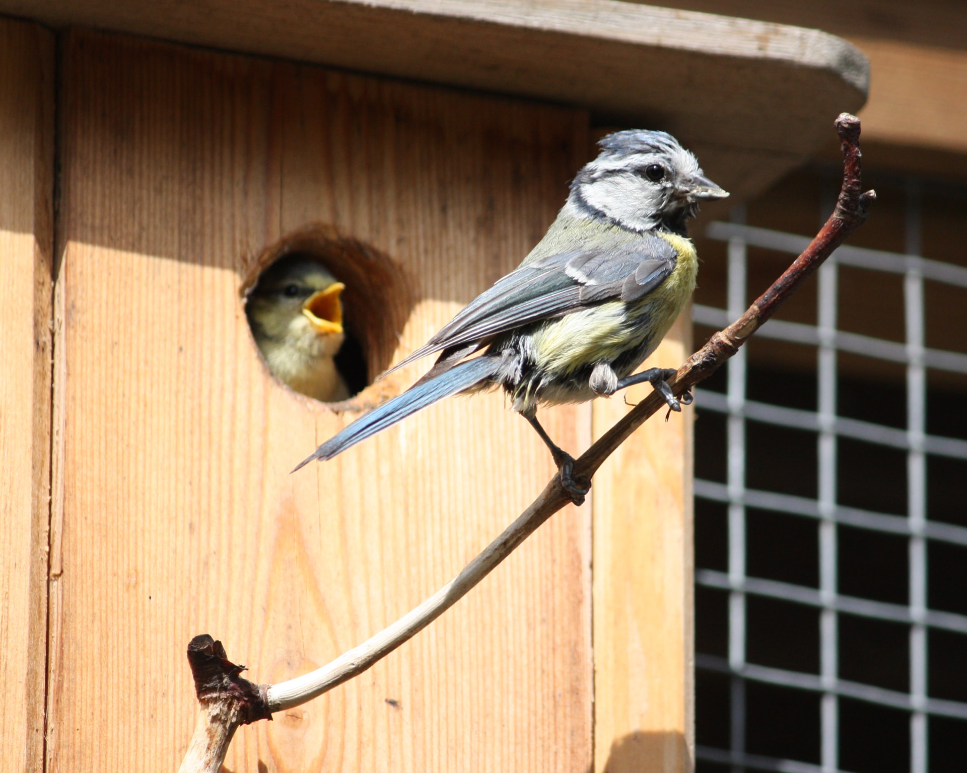 Blue tit at the nest box