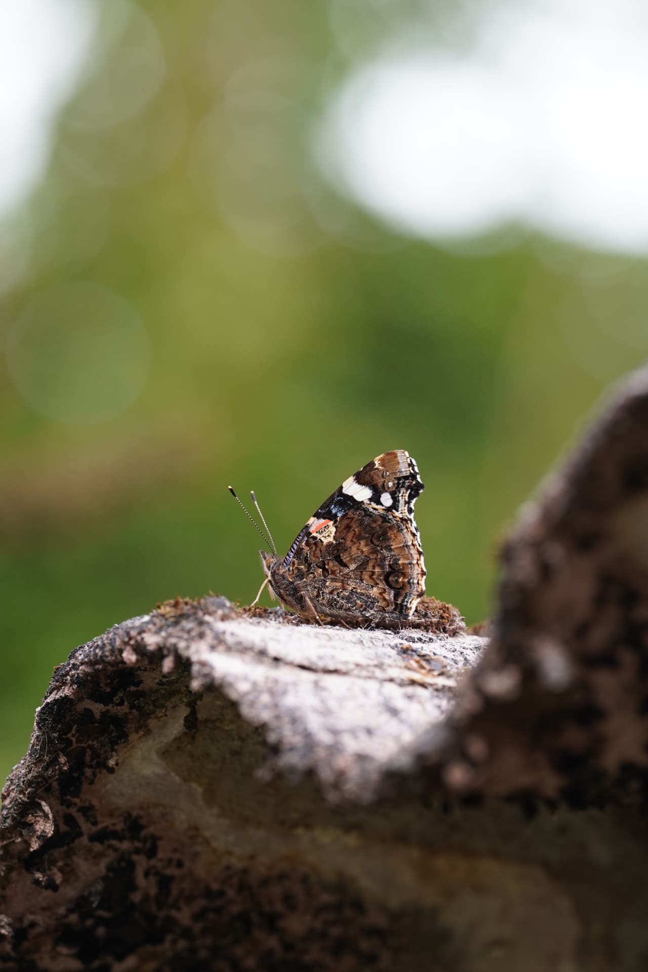 Red admiral on bark