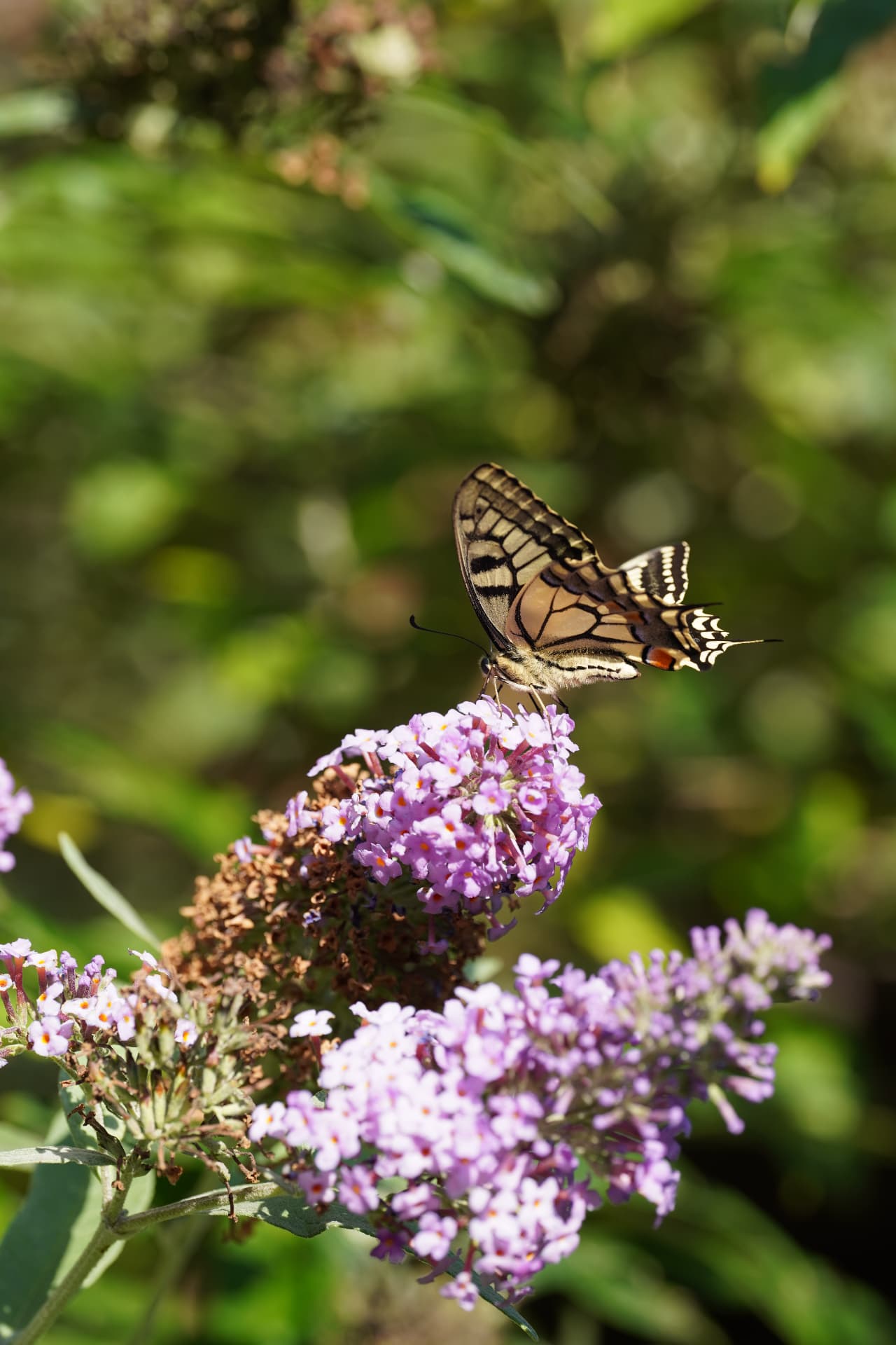 Swallowtail
