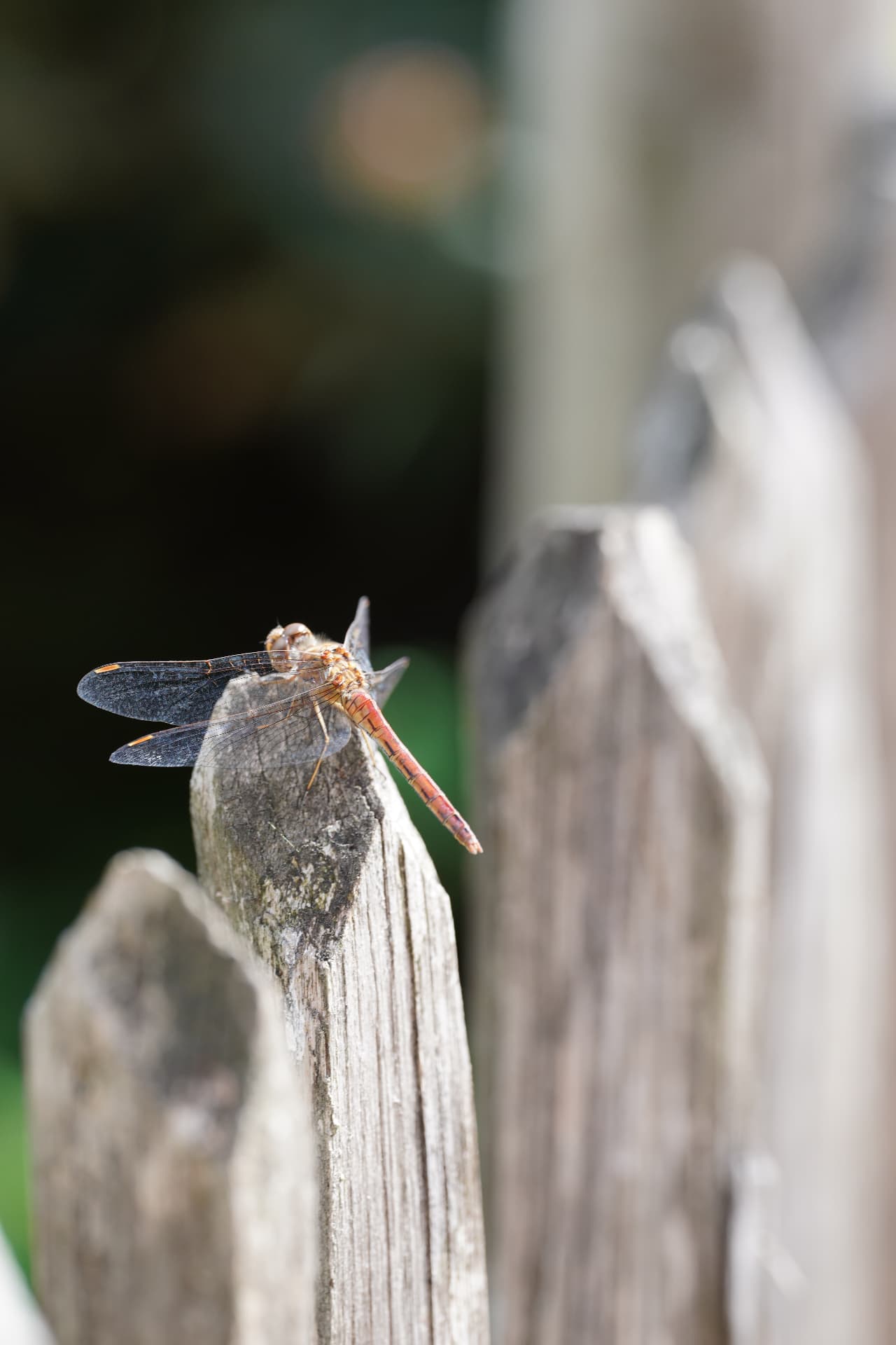 Darter on the fence
