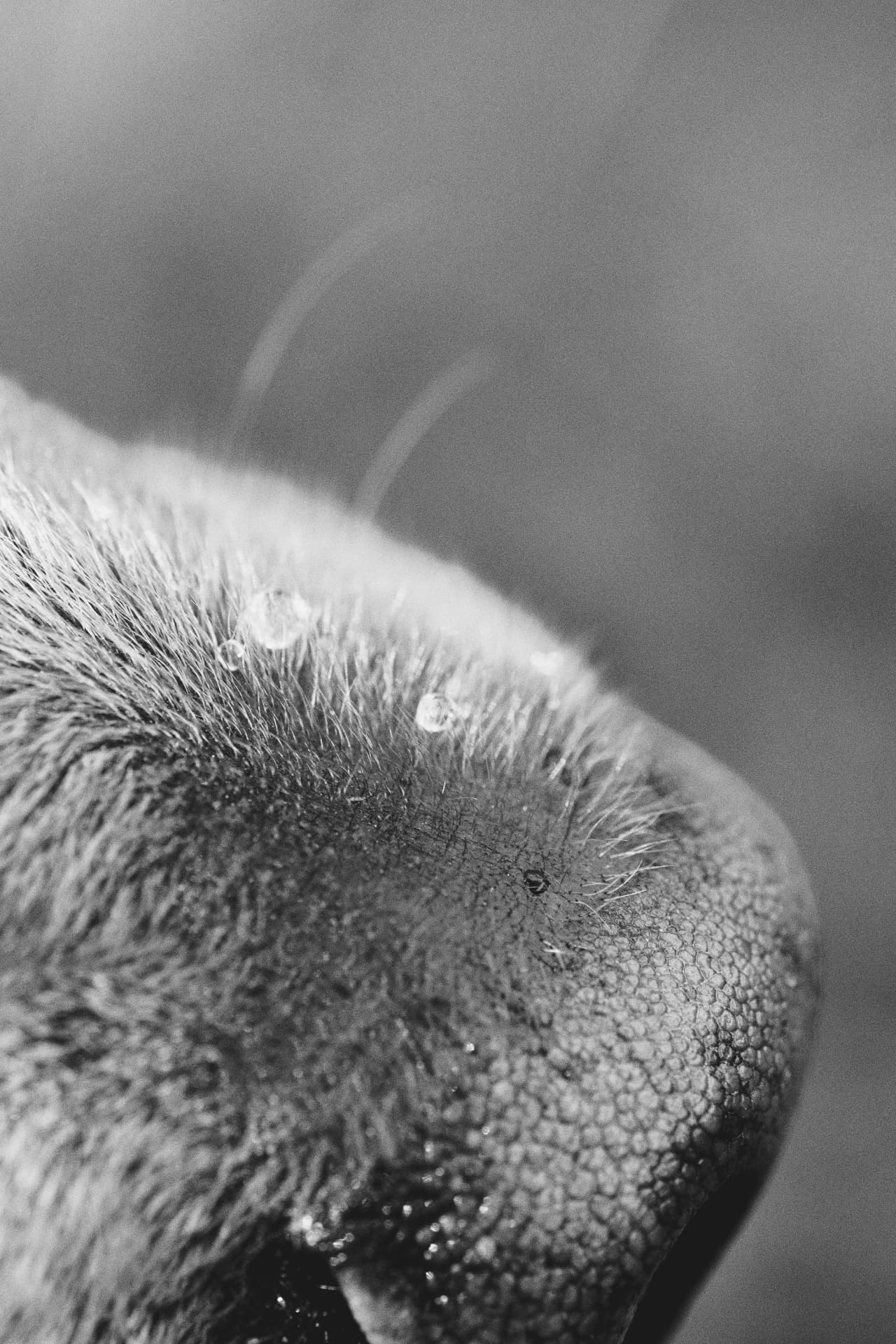 Nose, water droplets