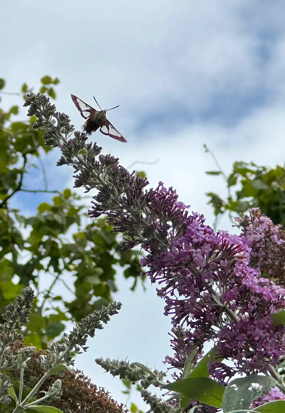 Broad-bordered bee hawk-moth