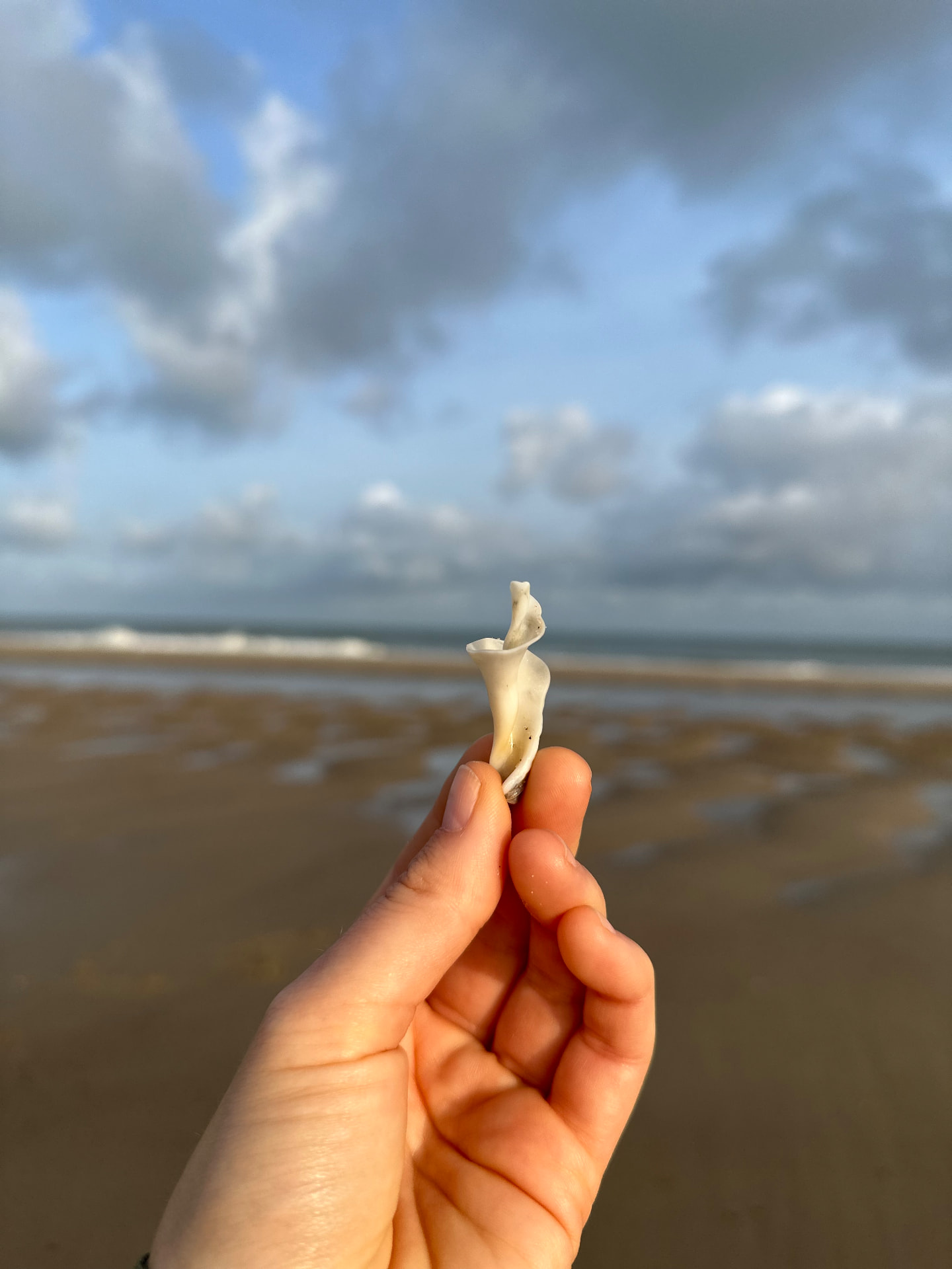 Shell, beach